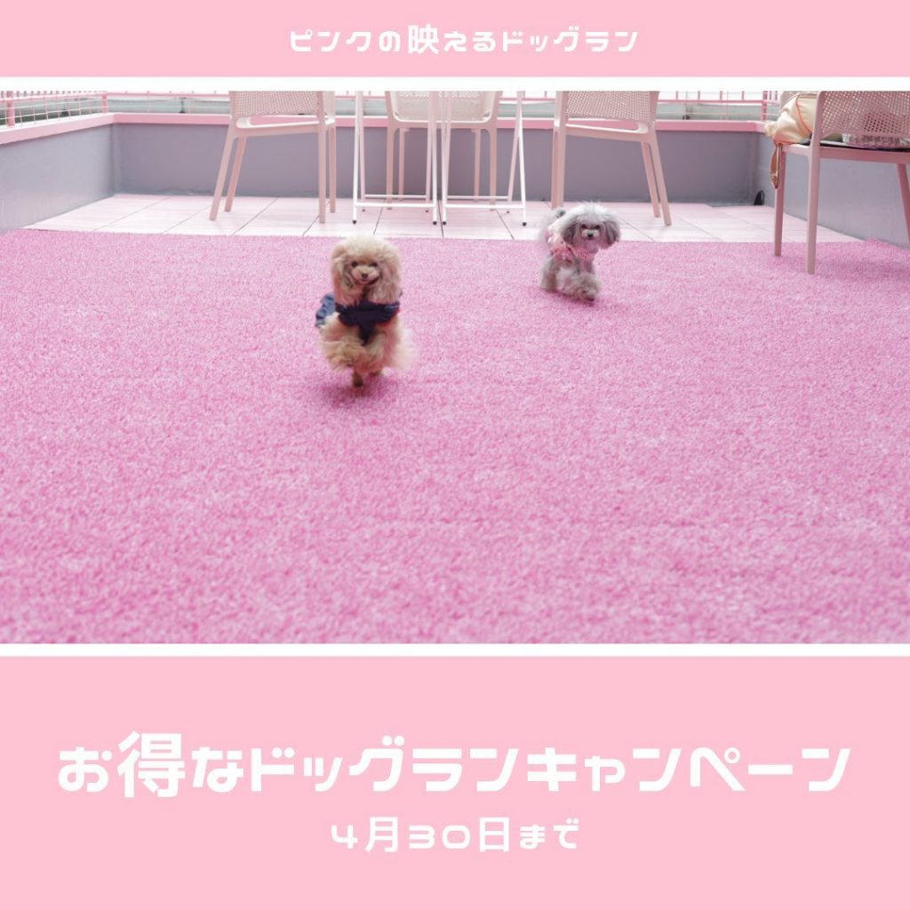 【Osaka】ピンクが映えるドッグランキャンペーン