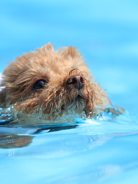 水中トレーニング